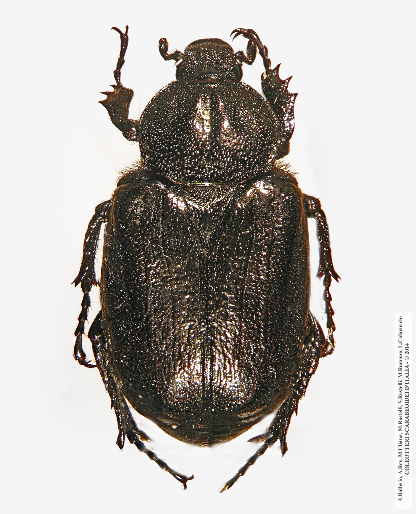 Osmoderma cristinae, femmina